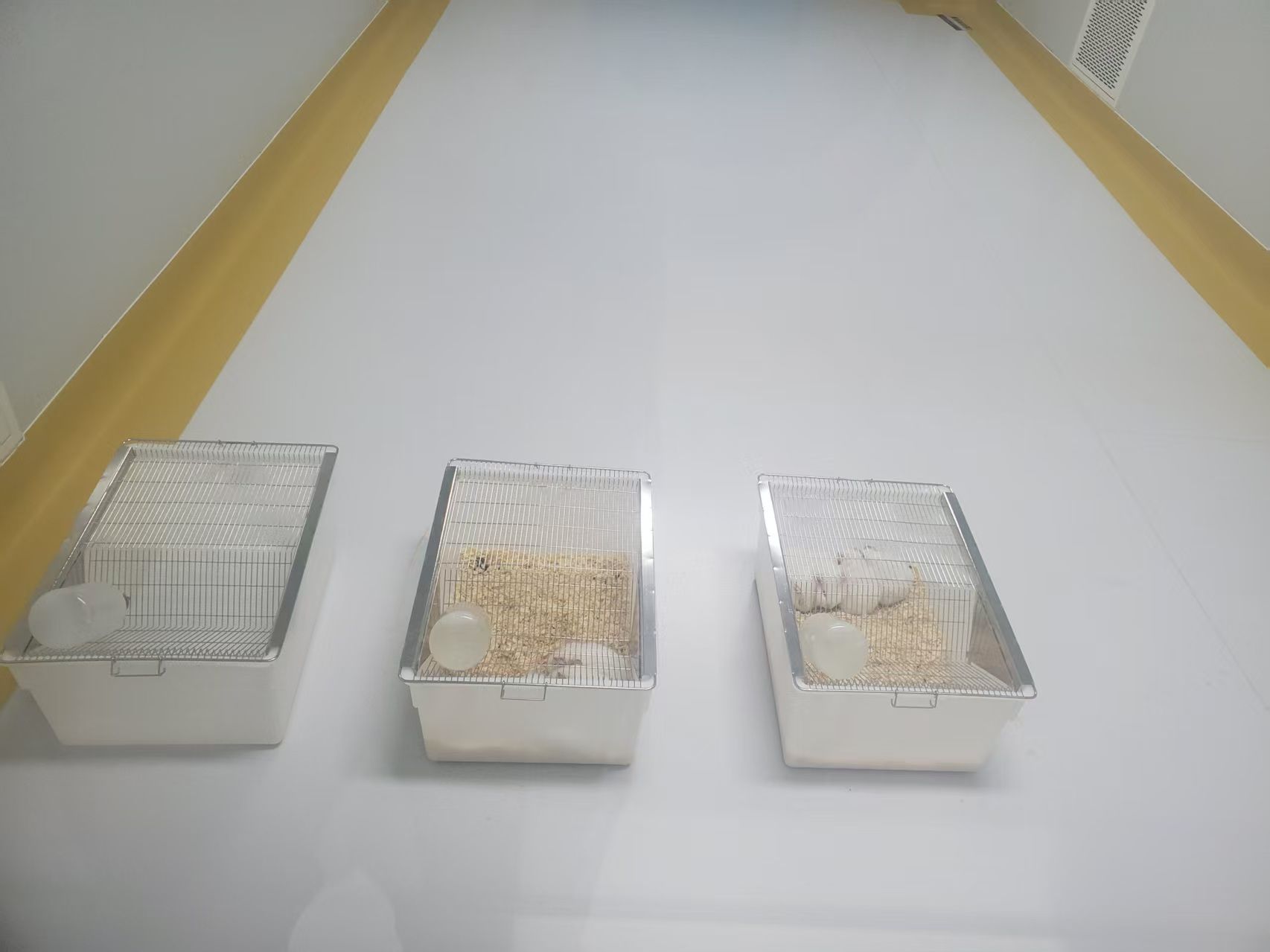 豚鼠成功入驻